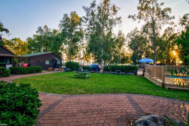 אוליב דריוס – חוף גולן